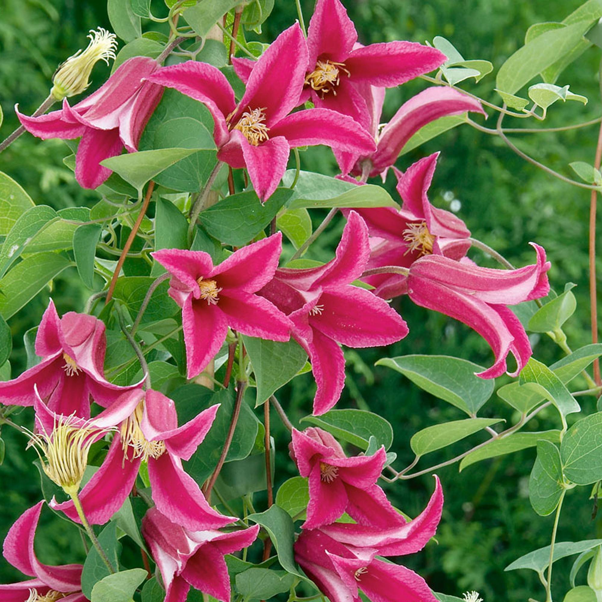 Clématite 'Princesse Diana' plante vivace grimpante à feuilles caduques en pot de 9 cm - GardenersDream