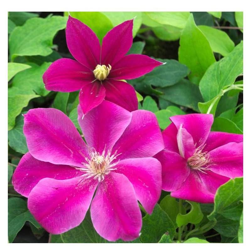 Clématite Acropolis™ 'Evipo078' à fleurs Rose - feuillage Caduc - Pot de 1,5L - Tuteur bambou 30/60 cm- hauteur à maturité De 1,00 m à 1,50 m
