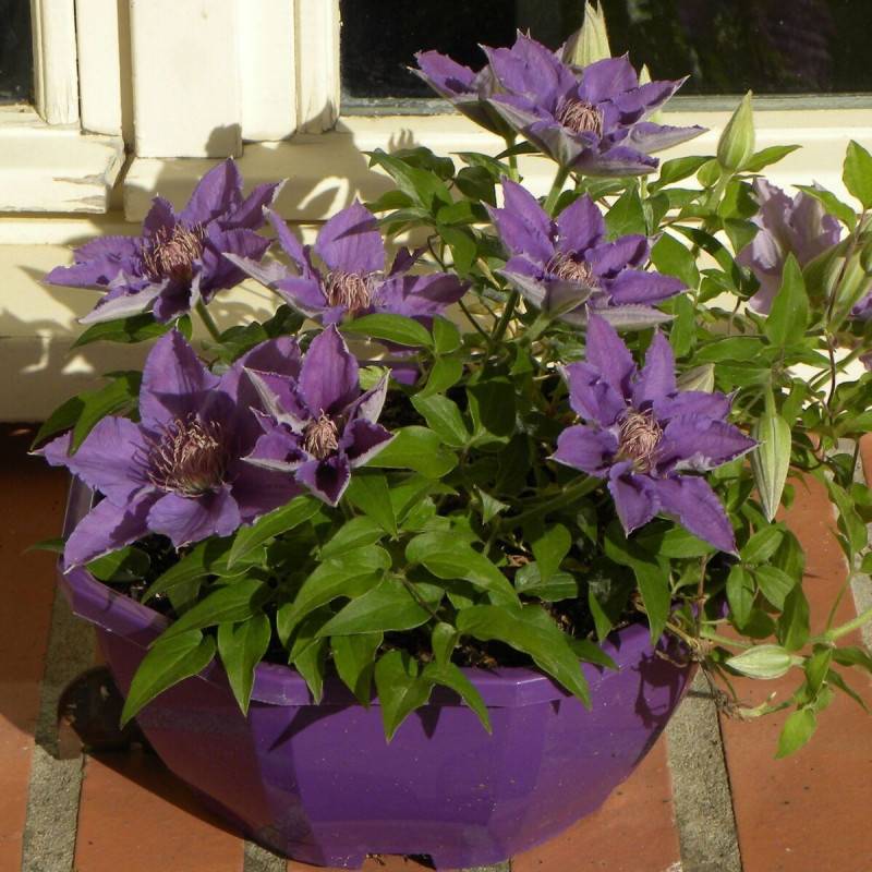 Clématite Bijou™ 'Evipo030' à fleurs Bleue - feuillage Caduc - Pot de 1,5L - Tuteur bambou 30/60 cm- hauteur à maturité De 0,50 m à 1,00 m