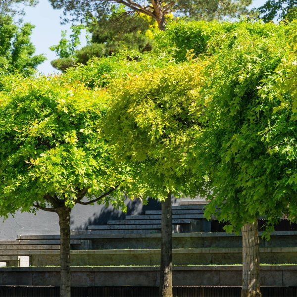Chêne des marais – Quercus palustris Green Dwarf Pot de 18L/20L, Tige de 150 cm