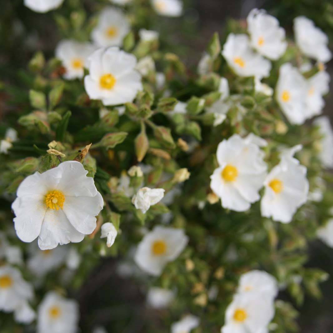 Cistus monspeliensis - Ciste de Montpellier Godet de 8/9 cm