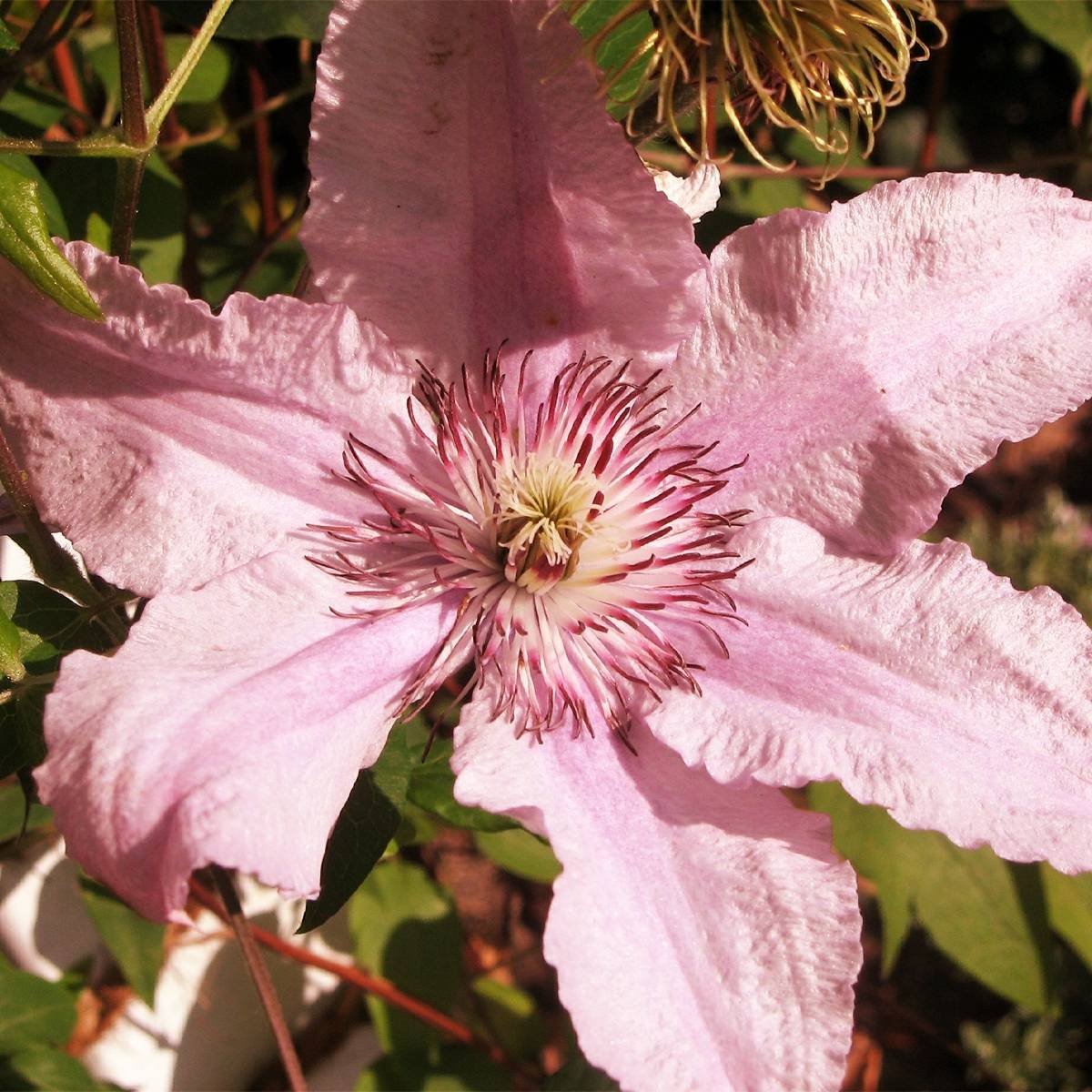 Clématite - Clematis Marmori Pot de 1,5L/2L