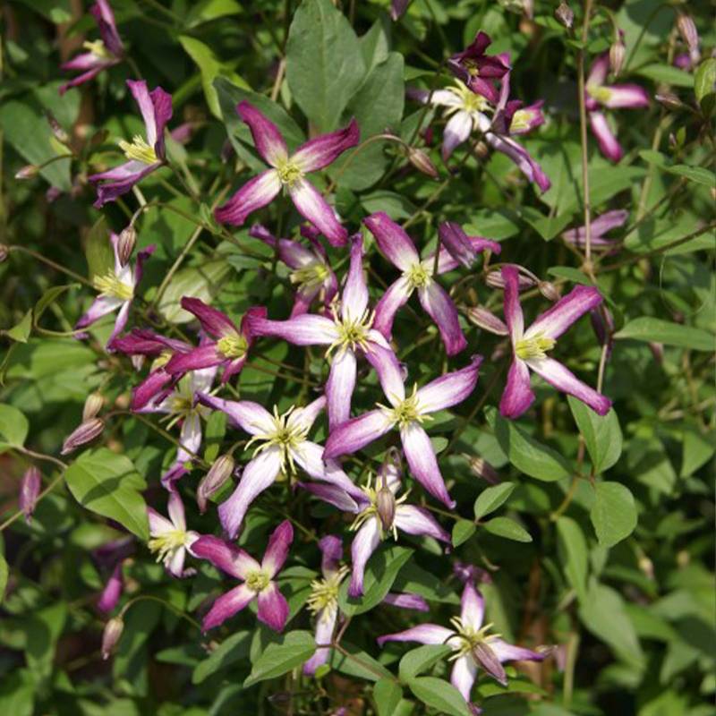 Clématite - Clematis flammula Triternata Rubromarginata Pot de 2L/3L