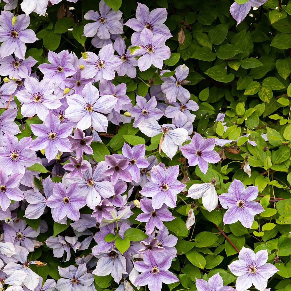 Clématite - Clematis patens Mandy Pot de 2L/3L
