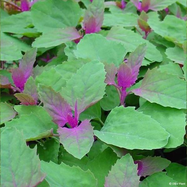 Chénopode géant – Chenopodium giganteum Pot de 1,5L/2L Chénopode géant – Chenopodium giganteum Pot de 1,5L/2L