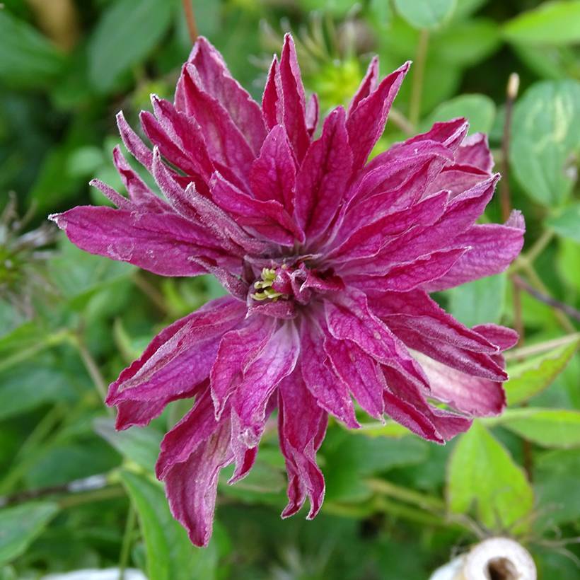 Clématite - Clematis viticella Rosalyn Pot de 2L/3L