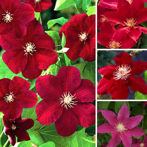 Clématite rouge foncé grande plante grimpante florifère rustique en pot - GardenersDream