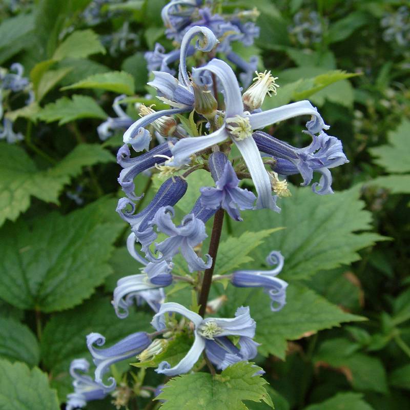 Clématite - Clematis stans Pot de 2L/3L