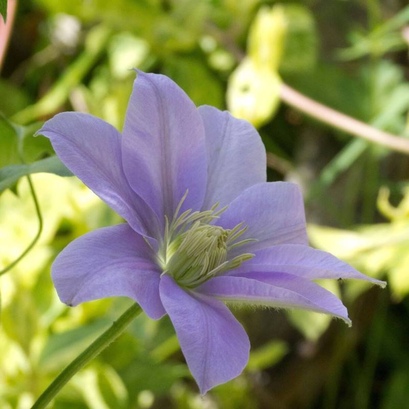 Clématite Bernardine™ 'Evipo061' à fleurs Bleue - feuillage Caduc - Pot de 4,5L - Echelle bambou 60/90 cm- hauteur à maturité De 1,00 m à 1,50 m
