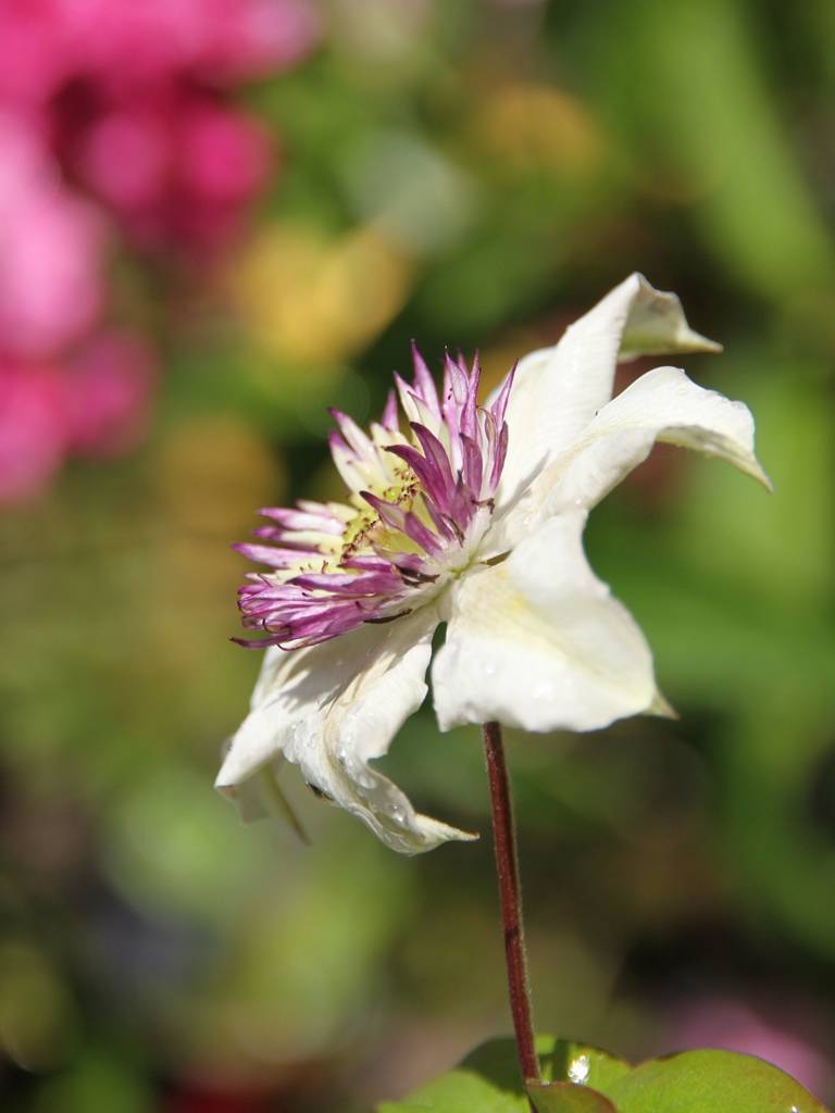 Clématite - Clematis florida Sieboldii Pot de 2L/3L