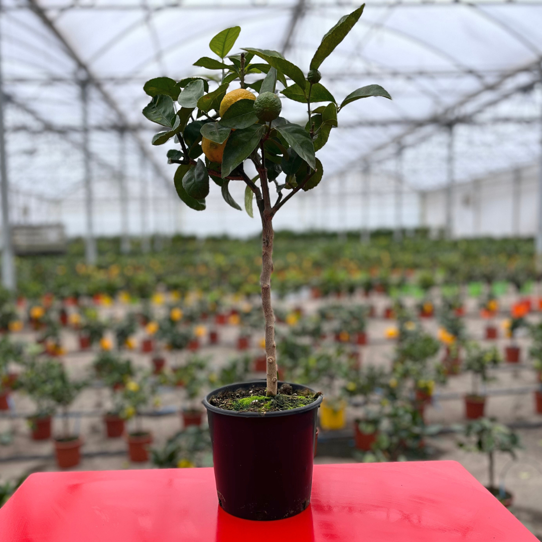 Citronnier vert | Lime de Tahiti - Pot de 1.5 litres, hauteur 10/30 cm