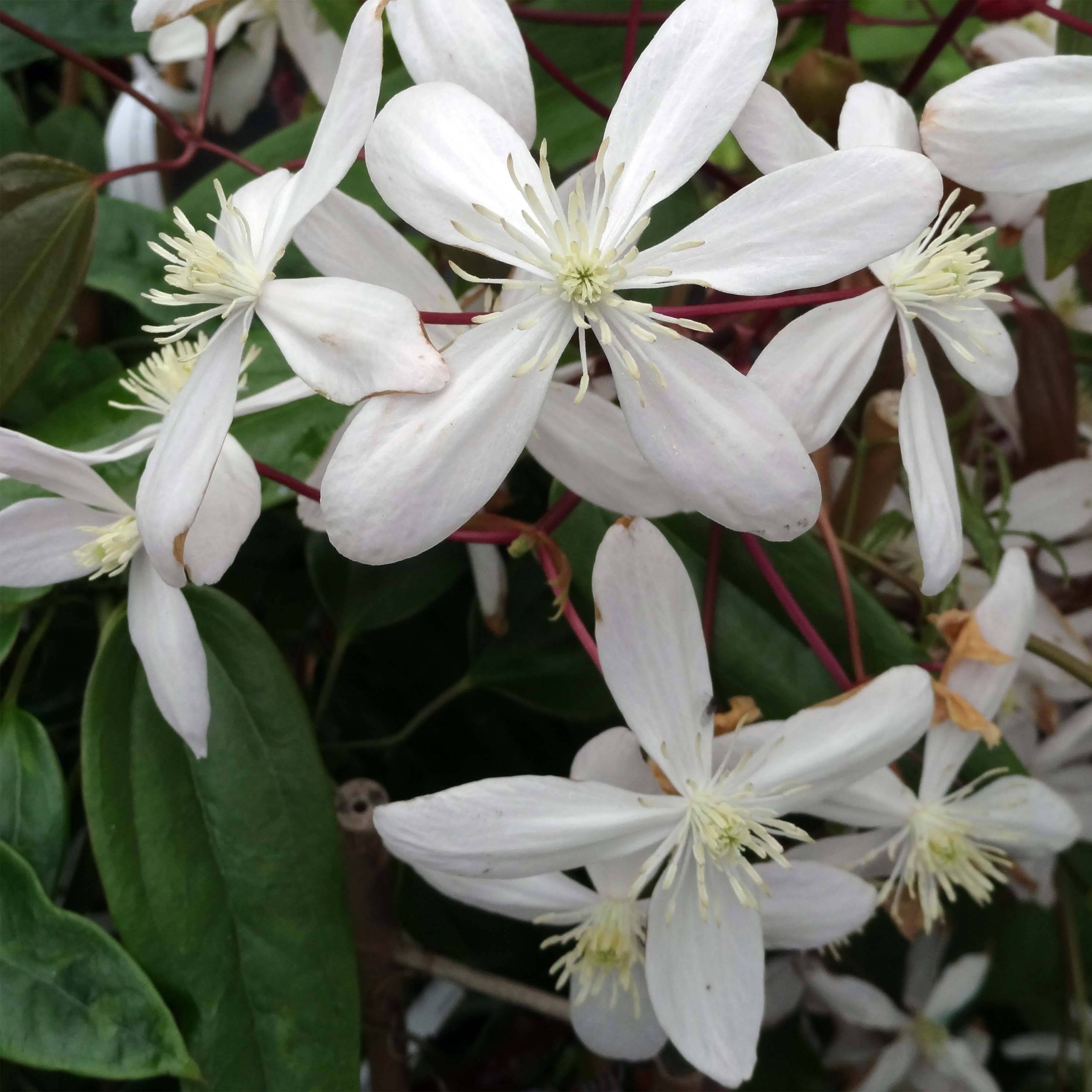 Clématite - Clematis armandii Hendersonii Rubra Pot de 2L/3L