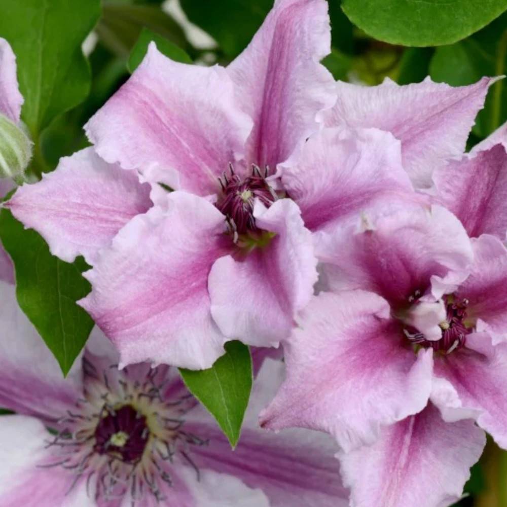 Clématite Ooh La La™ 'Evipo41' à fleurs Rose - feuillage Caduc - Pot de 1,5L - Tuteur bambou 30/60 cm- hauteur à maturité De 1,00 m à 1,50 m