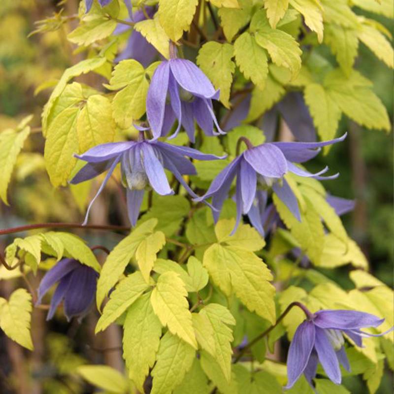 Clématite - Clematis alpina Stolwijk Gold Pot de 2L/3L