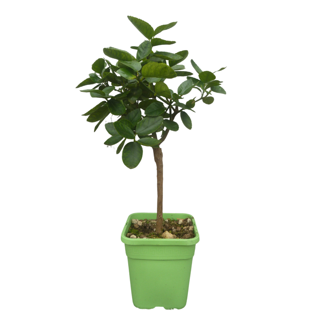 Citronnier vert | Lime de Tahiti - Pot carré de 5 litres, hauteur 40/60 cm