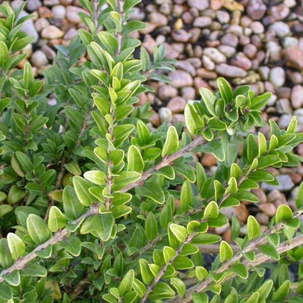 Chèvrefeuille arbustif Maigrun, Lonicera à feuilles de buis – Pot de 3L – 20/40 cm Chèvrefeuille arbustif Maigrun, Lonicera à feuilles de buis – Pot de 3L – 20/40 cm
