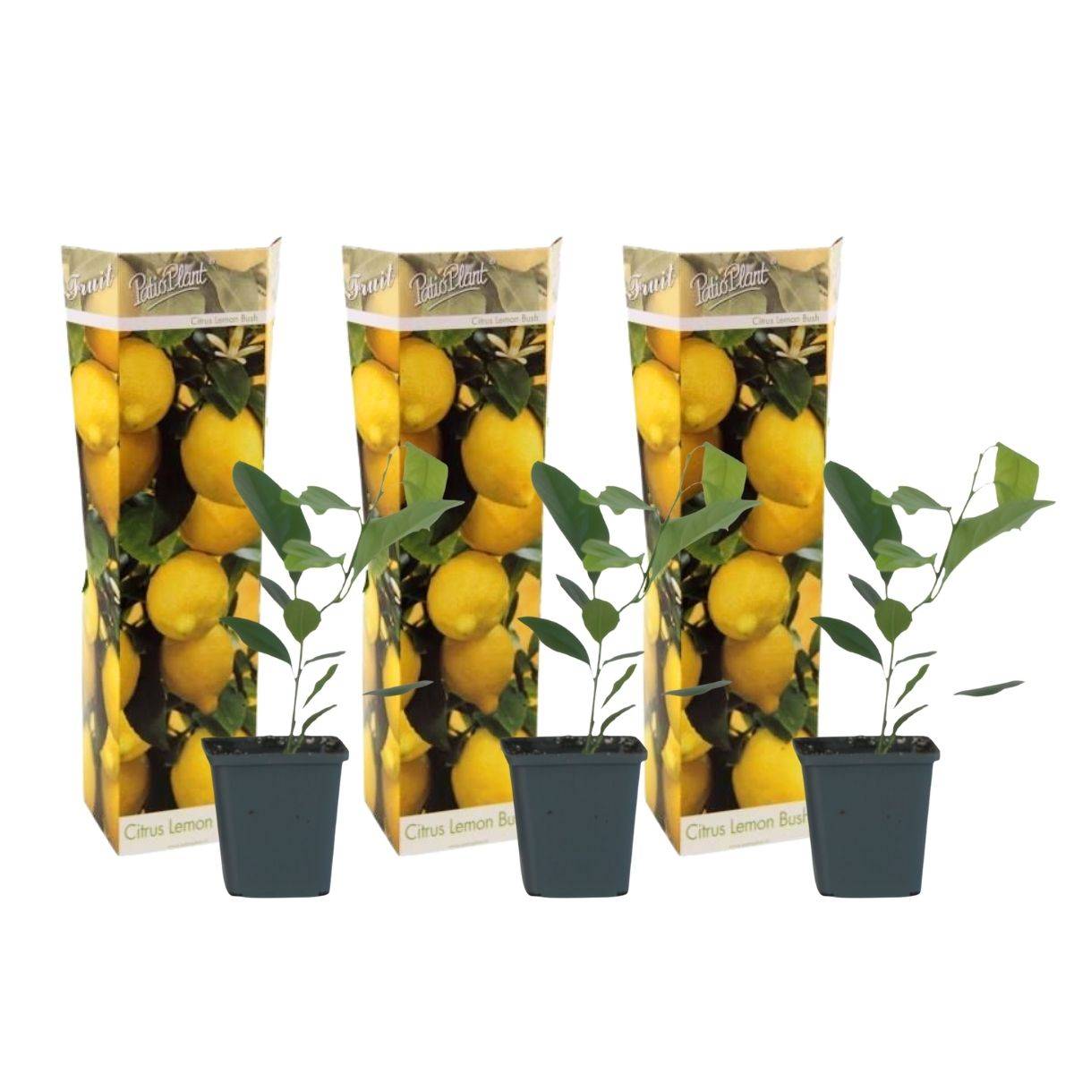 Citronnier - Lot de 3 - Citrus limon - Hauteur 25-40cm - ⌀9cm