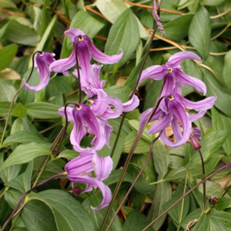 Clématite - Clematis integrifolia Rosea Pot de 2L/3L