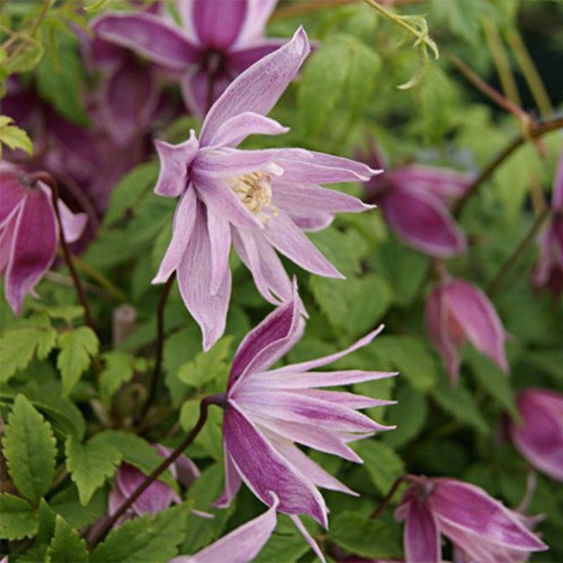 Clématite - Clematis macropetala Markham's Pink Pot de 2L/3L