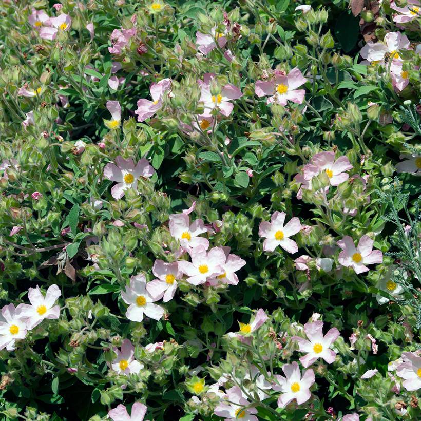Ciste Silver Pink - Cistus argenteus Pot de 2L/3L