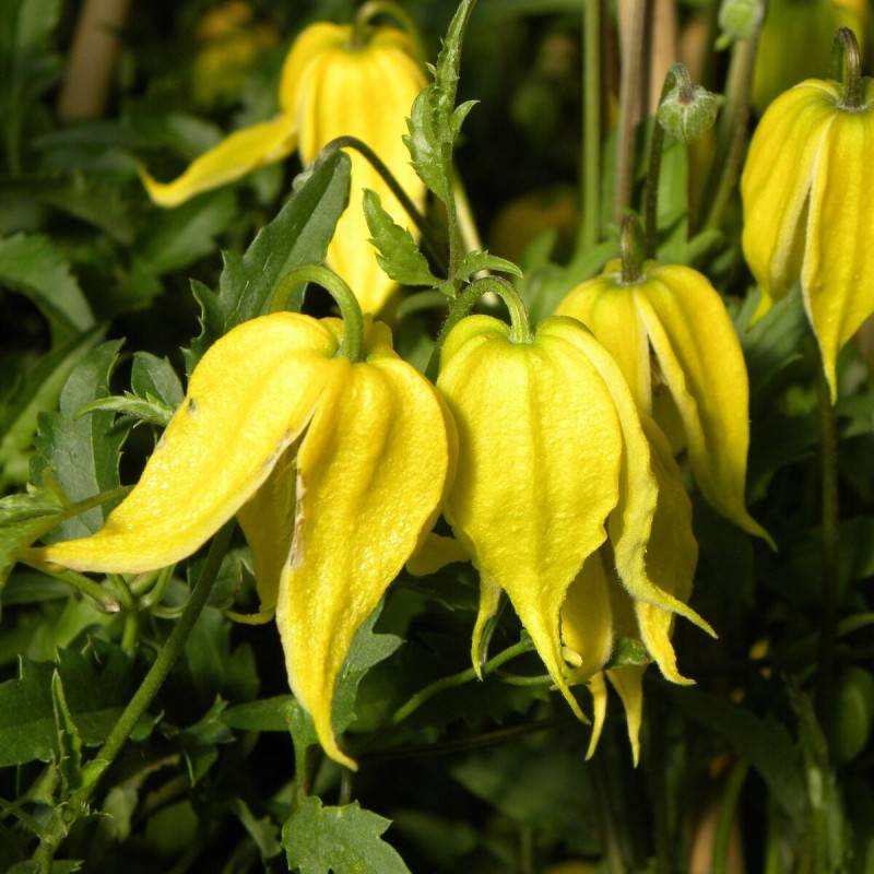 Clématite tangutica à fleurs Jaune - feuillage Caduc - Godet - 5/20 cm- hauteur à maturité De 3,00 m à 5,00 m