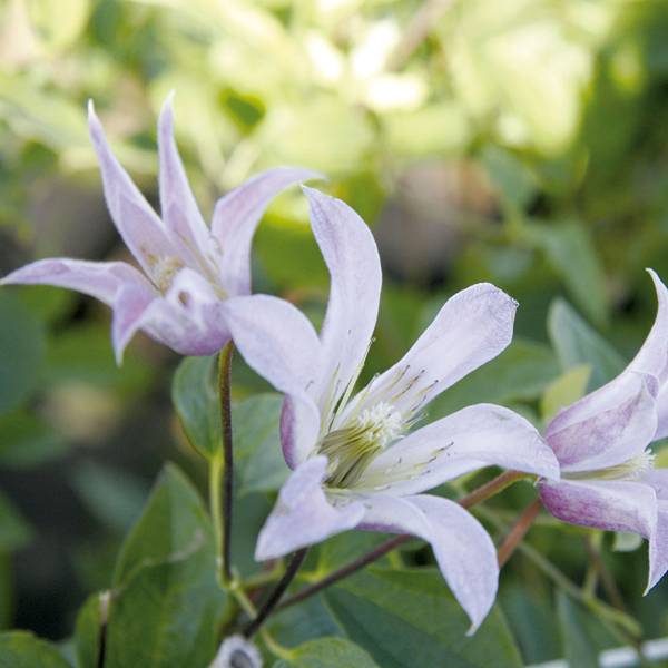 Clématite - Clematis texensis Mienie Belle Pot de 2L/3L