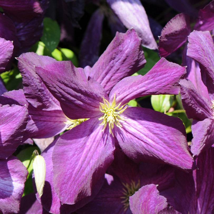 Clématite - Clematis jackmanii Purpurea Pot de 2L/3L