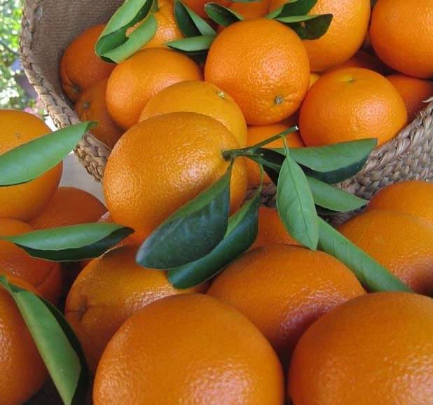 Citrus sinensis var.Navelina (orange Précoce, fruit délicieux bien équilibré) Pot de 9 litres -140/160 cm