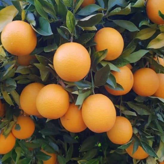Citrus sinensis var.Valencia Midknigh (oranger gros fruit sans pépins) Pot de 9 litres -140/160 cm