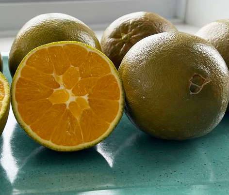 Citrus sinensis var. Navel chocolate (oranger Fruit couleur chocolat très sucré) Pot de 9 litres -140/160 cm