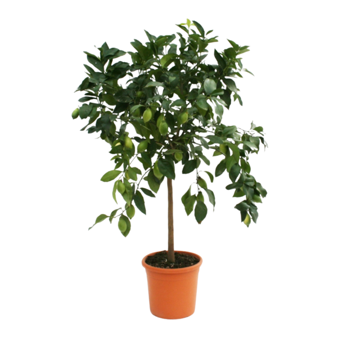 Citronnier des 4 saisons - Pot rond de 5 litres, hauteur 60/80 cm