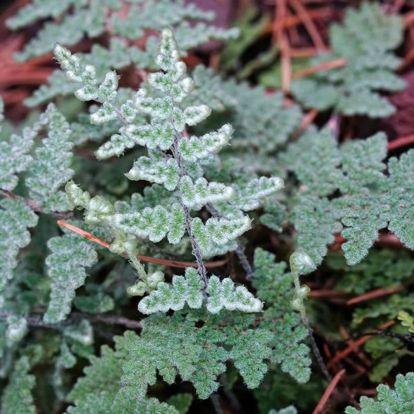Cheilanthes lanosa Cimbra – Fougère Godet de 8/9 cm Cheilanthes lanosa Cimbra – Fougère Godet de 8/9 cm