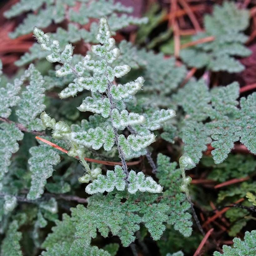 Cheilanthes lanosa Cimbra - Fougère Godet de 8/9 cm