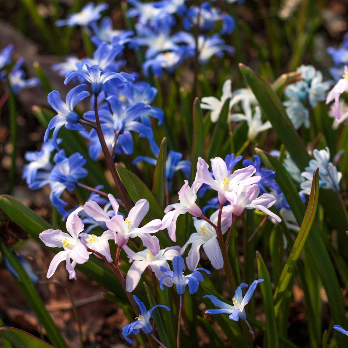 Chionodoxa en mélange - Gloire des Neiges Bulbe calibre 5+ (par 25)