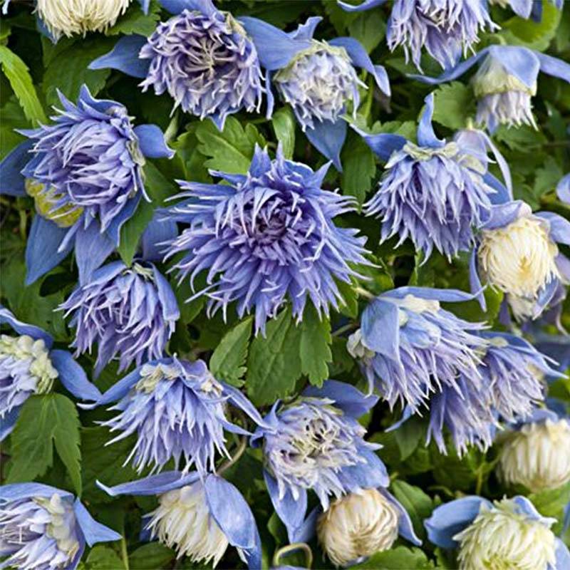 Clématite - Clematis alpina Ocean Pearl Pot de 2L/3L