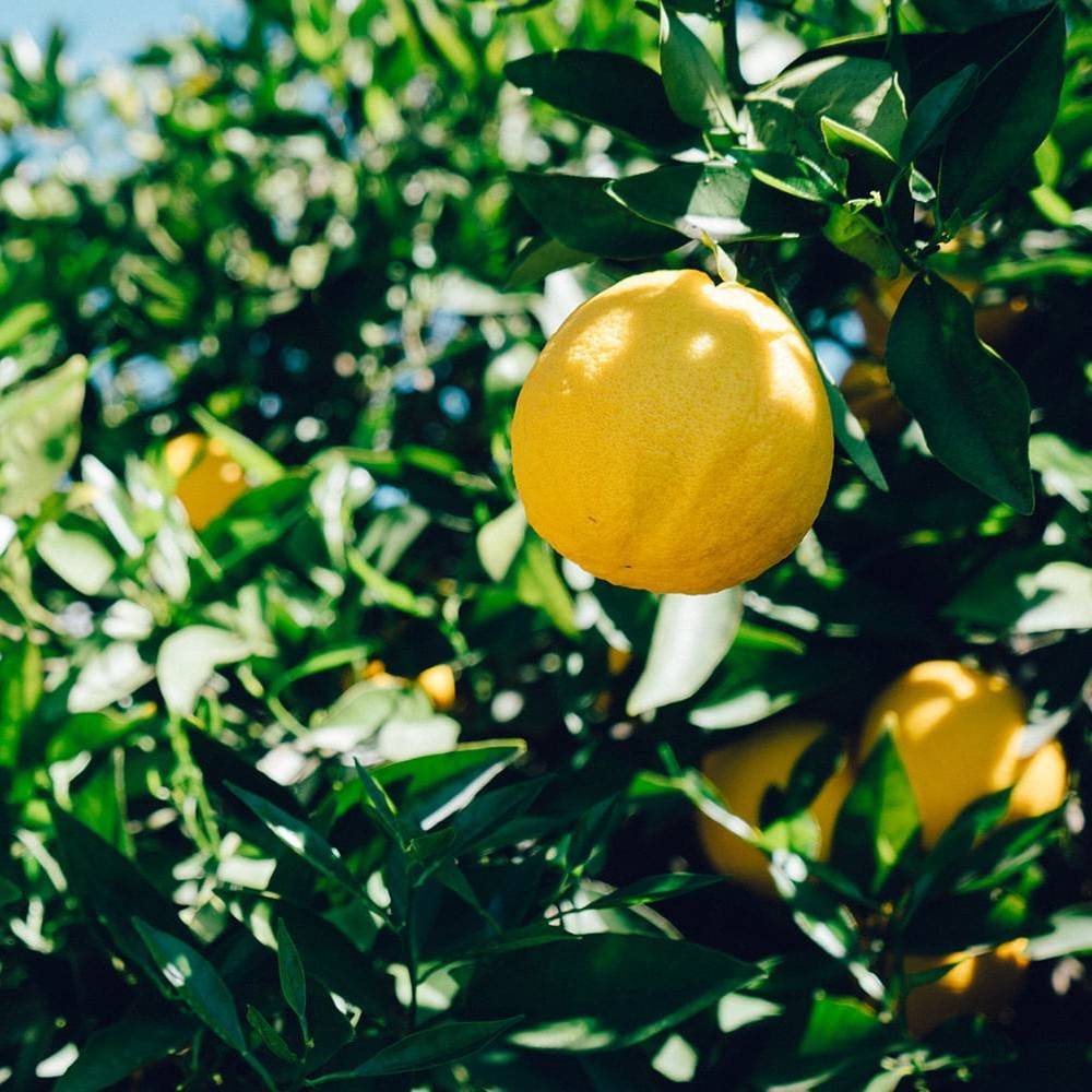 Citronnier 4 Saisons, Citrus - Bon rendement - Pot de 5L - 1/4 tige - De 2,00 m à 2,50 m
