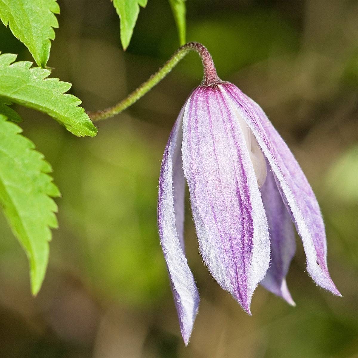 Clématite macropetala - Clematis macropetala Willy Pot de 2L/3L