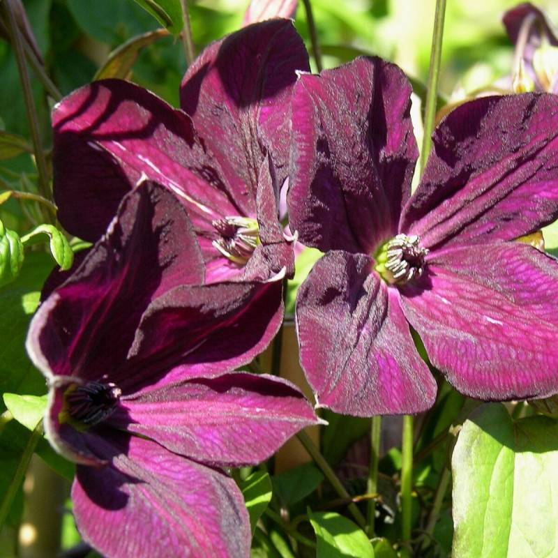 Clématite viticella Royal Velours à fleurs Violette - feuillage Caduc - Pot de 3L - Echelle bambou 60/120 cm- hauteur à maturité De 3,00 m à 5,00 m