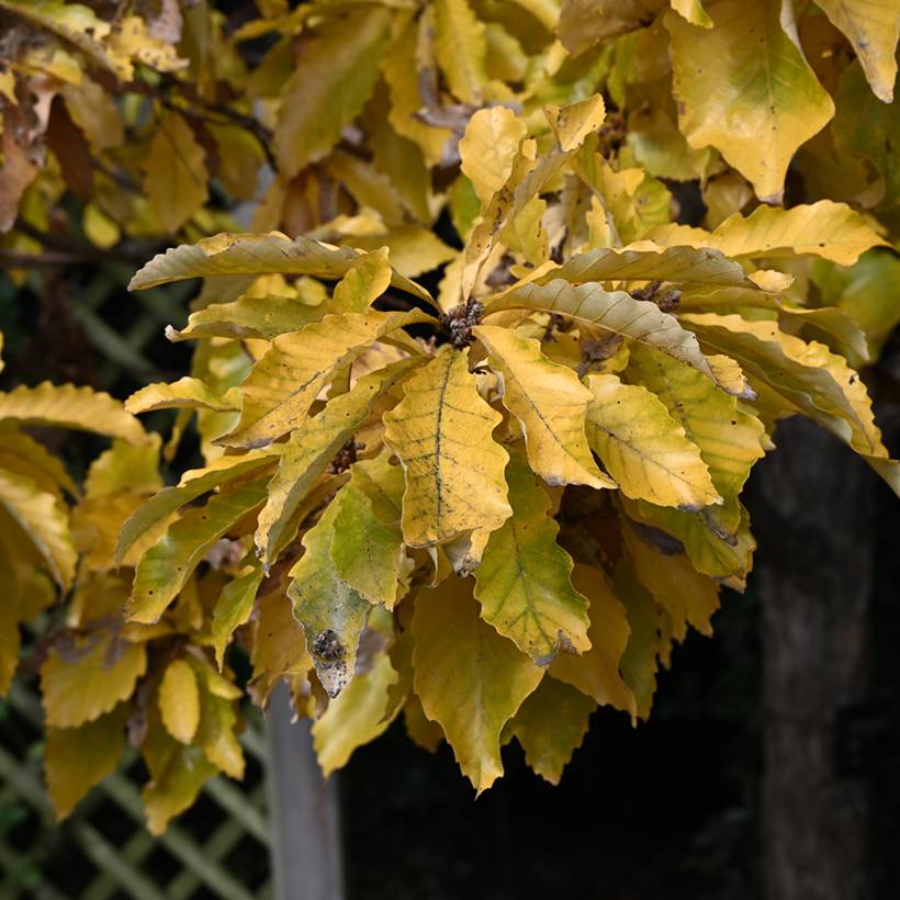 Chêne de Blume - Quercus aliena Pot de 4L/5L