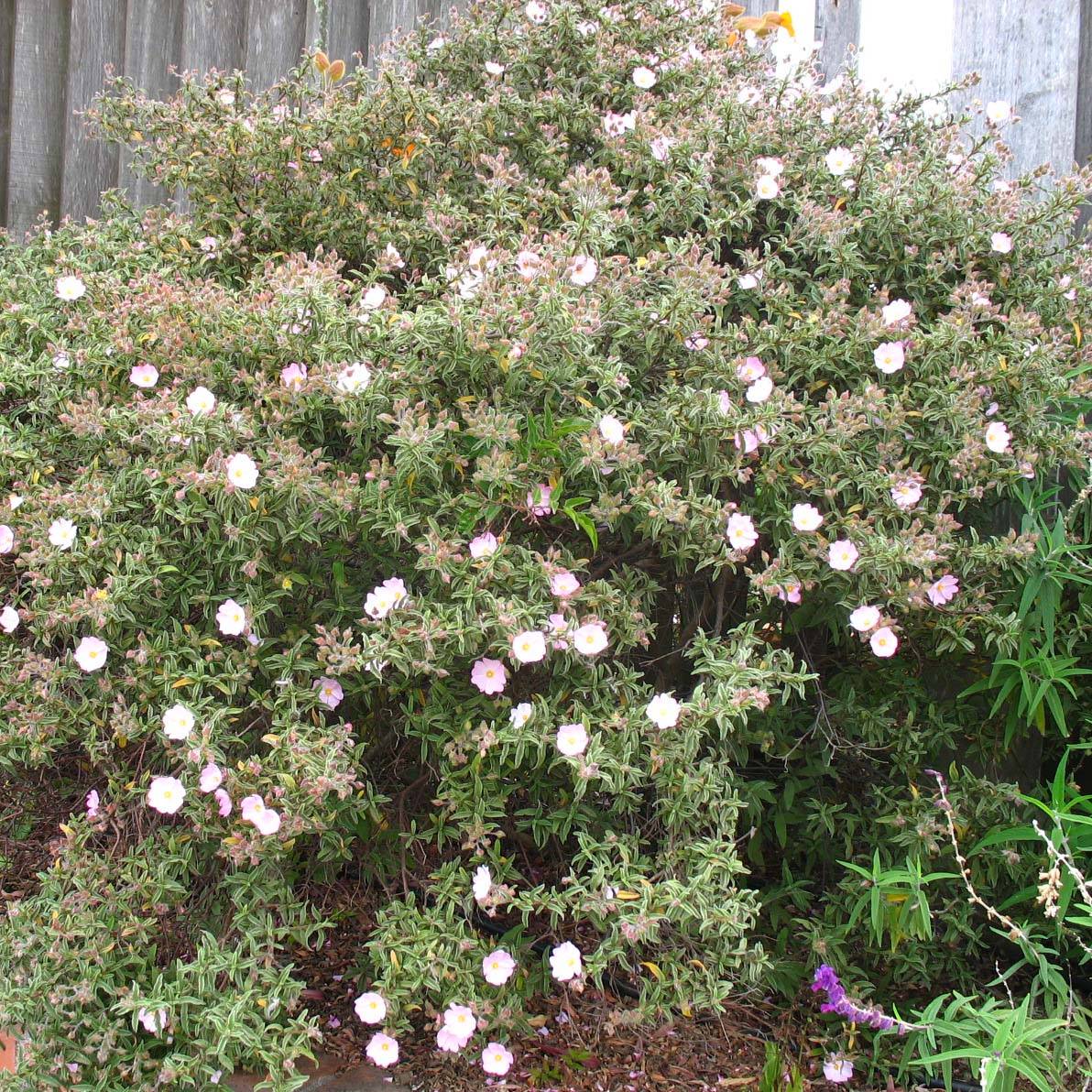 Cistus skanbergii - Ciste Pot de 2L/3L