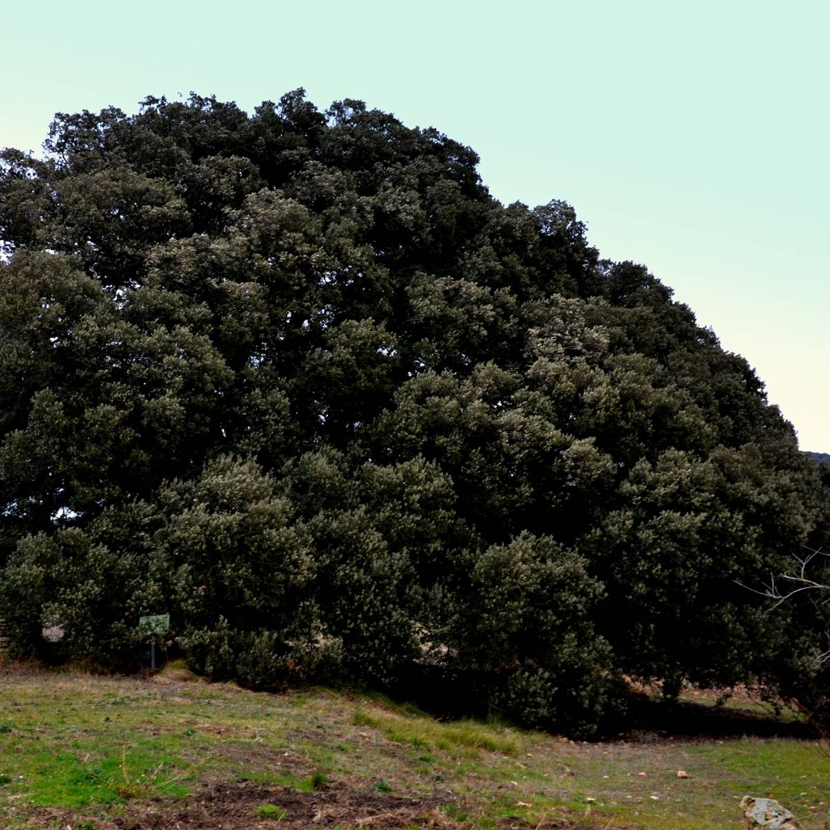 Chêne vert - Quercus ilex Pot de 6L/7L, Buisson, Touffe