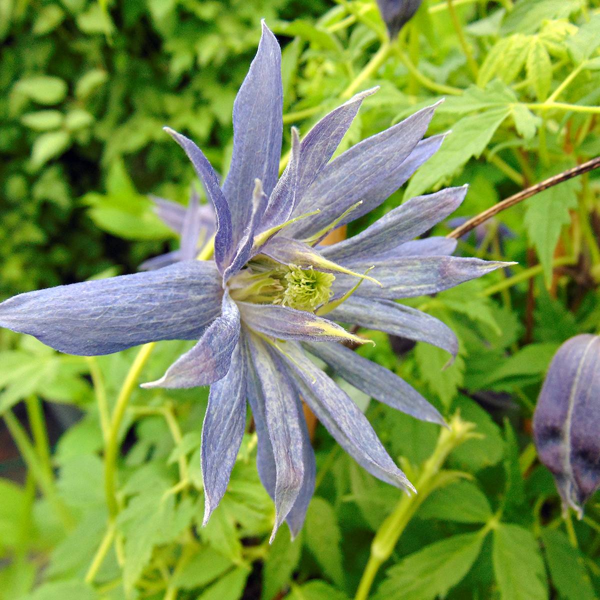Clématite - Clematis Spiky Pot de 2L/3L