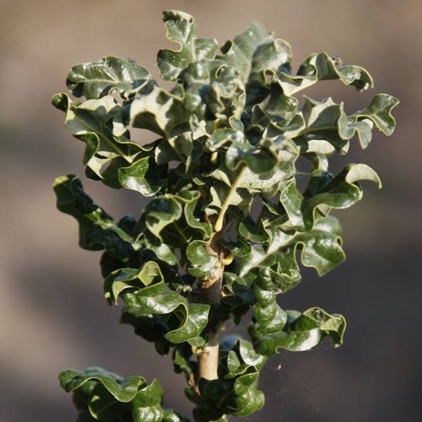 Chêne chevelu ou chêne lombard Curly Head – Quercus cerris Pot de 7,5L/10L Chêne chevelu ou chêne lombard Curly Head – Quercus cerris Pot de 7,5L/10L