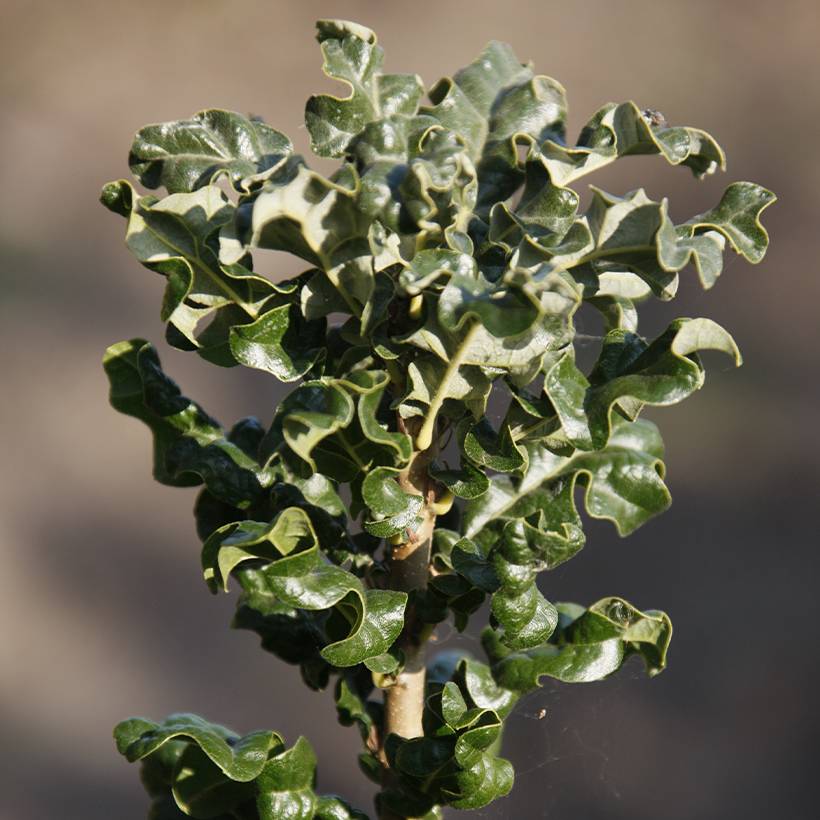 Chêne chevelu ou chêne lombard Curly Head - Quercus cerris Pot de 7,5L/10L
