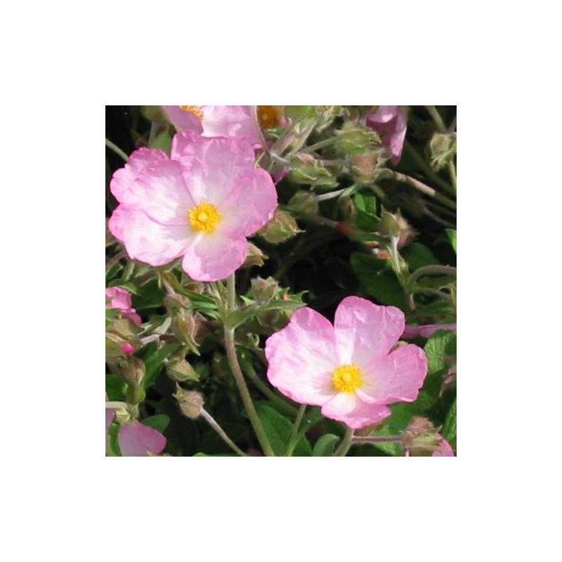 Ciste Grayswood Pink, Cistus à fleurs Rose - feuillage Persistant - Godet - 5/20 cm- hauteur à maturité De 0,50 m à 1,00 m