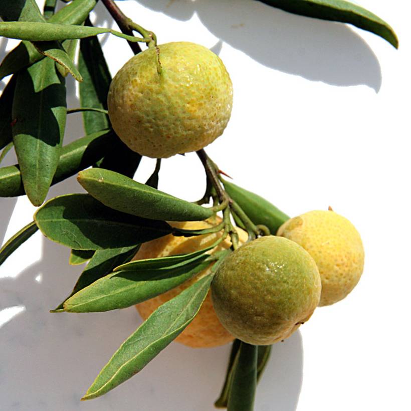 Citrus glauca - Lime du désert Pot de 6L/7L, 1/4 de tige