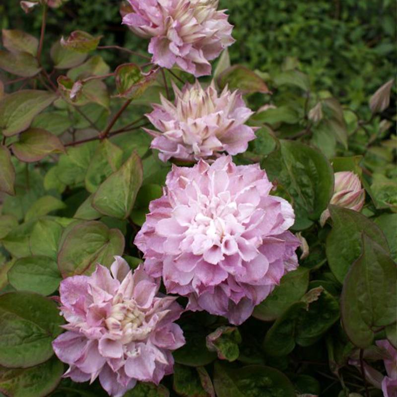 Clématite - Clematis Dancing Smile Pot de 2L/3L