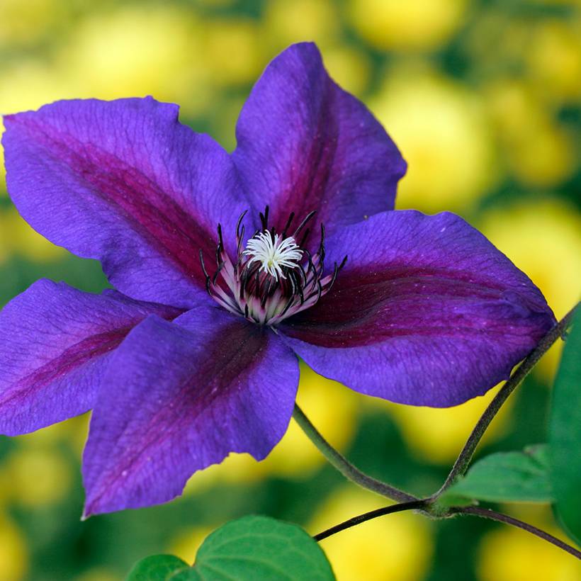 Clématite - Clematis Mrs N. Thompson Pot de 3L/4L
