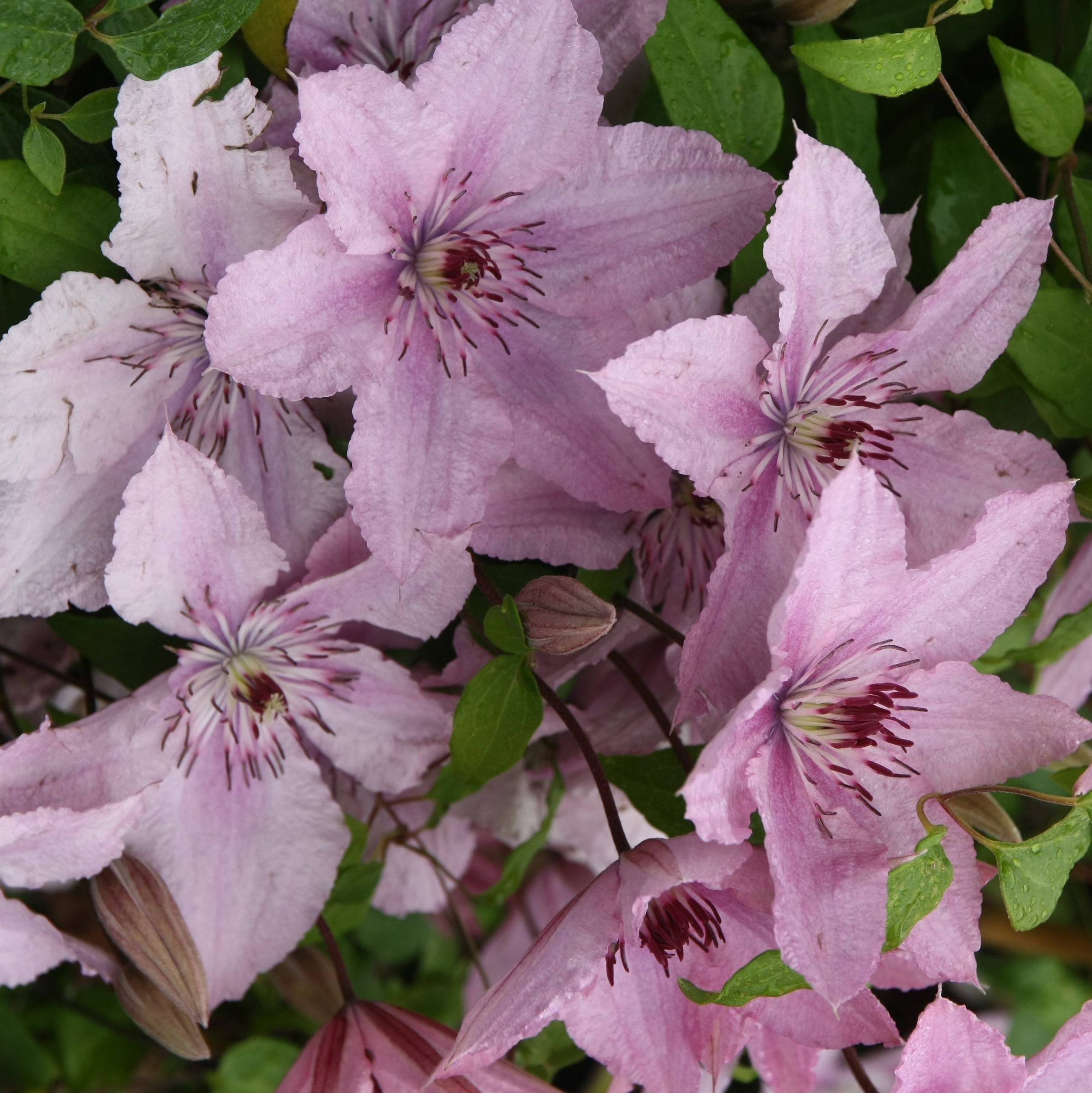 Clématite - Clematis Hagley hybride Pot de 2L/3L