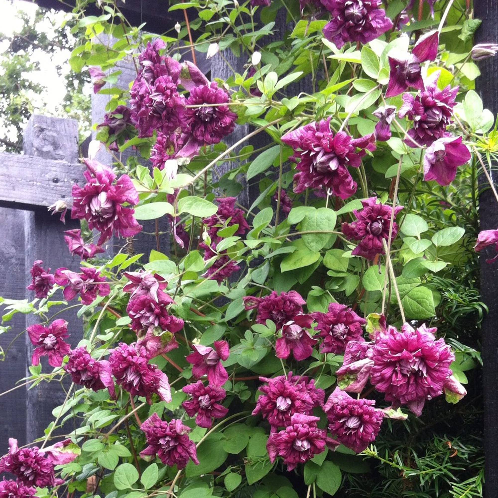 Clématite 'Purpurea Plena Elegans' plante de jardin grimpante rustique en pot de 9 cm - GardenersDream